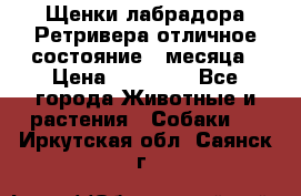 Щенки лабрадора Ретривера отличное состояние 2 месяца › Цена ­ 30 000 - Все города Животные и растения » Собаки   . Иркутская обл.,Саянск г.